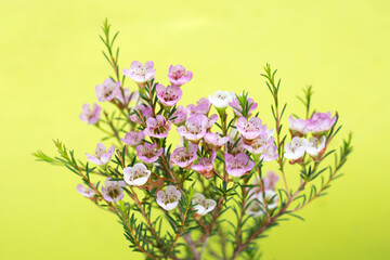 Pink white waxflower on green background.