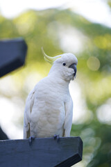 White parrot on a branch