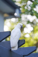 white parrot on a branch