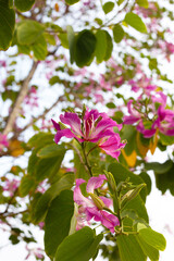 Bauhinia purpurea tree with pink flower