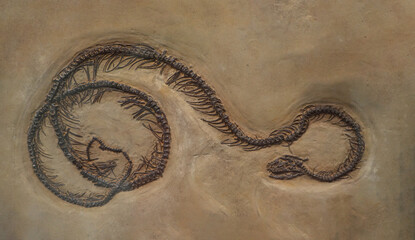 close up on snake fossil 