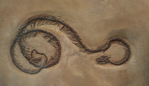 close up on snake fossil 