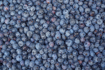 Fototapeta na wymiar close up on fresh blueberry as food background