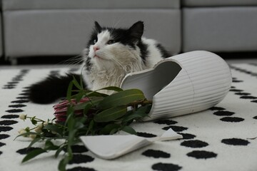 Cat lying near broken vase with flowers indoors