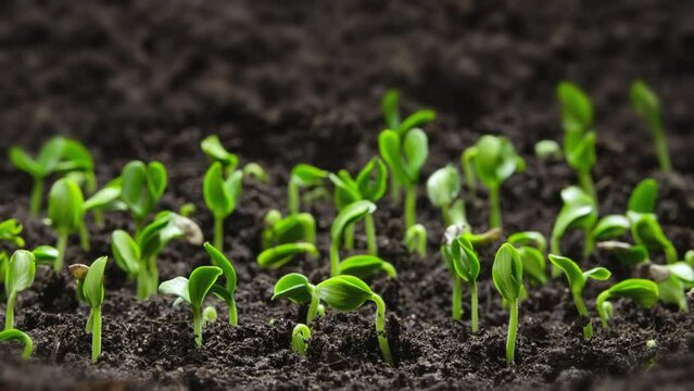 Plant Germination from Soil, Green Sprout Slowly Growing from Ground in Pure Nature. Beautiful Farm and Garden Time Lapse. Growing Vegetables in a Greenhouse. Shot in 8k resolution.