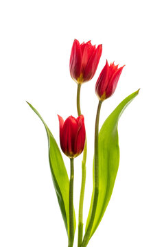 red tulips isolated on white background