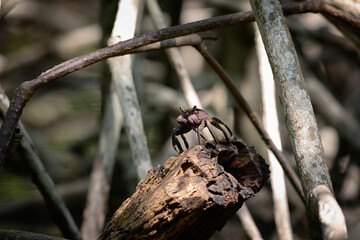 crab in mangrove forest