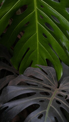 Plakat close up of monstera leaves