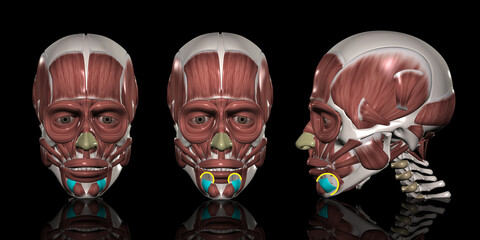 人体の頭部筋肉 下唇下制筋