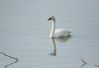 Fototapeta premium 琵琶湖を泳ぐコハクチョウ