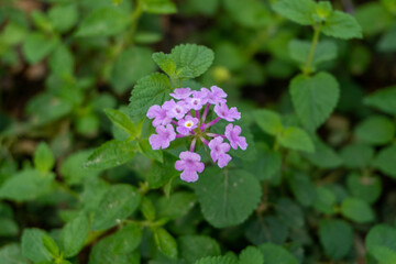 Wild plant with purple colored flowers on ground in city park