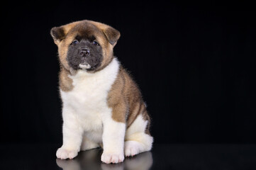 a stocky American akita puppy sits on a dark background