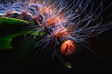 hairy Moth caterpillar macro photo