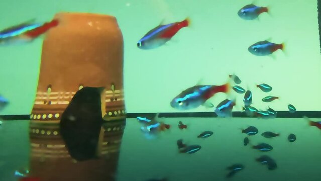 Neon Blue (Paracheirodon innesi) Bright Aquarium Fish for an Aquarium. Tropical Underwater Sea Fish. Tropical Colorful Seascape. Landscape of the Sea Garden.