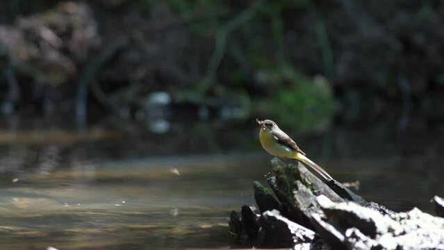 The gray wagtail (Motacilla cinerea, female), looking for food on a stone in the stream. It has food for the young in its beak. Rare yellow bird in the summer forest.