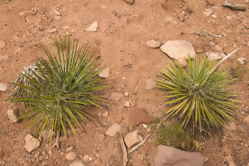  Twin Yuccas