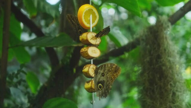 caligo memnon owl butterfly eating bananas in a beautiful garden