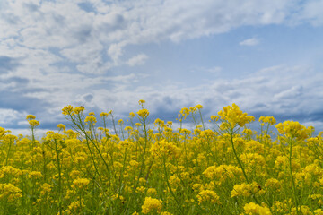 空と菜の花 / sky and rape blossoms