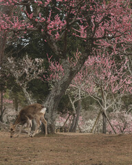 食事中の鹿と梅 / Deer eating and a plum tree