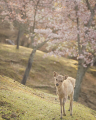 奈良公園 子鹿と梅 / Japanese fawn and plum