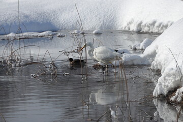 厳寒値で越冬する白鷺