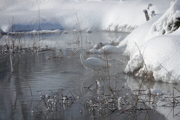 厳寒値で越冬する白鷺