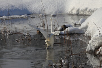 厳寒値で越冬する白鷺
