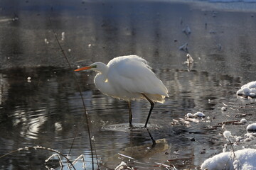 厳寒値で越冬する白鷺