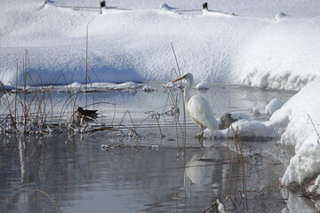 厳寒値で越冬する白鷺