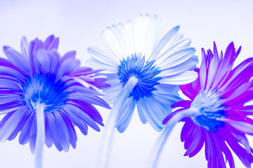 Obraz premium Gerbera flowers blooming with white background and copy space.