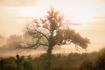 Plakat tree in the fog