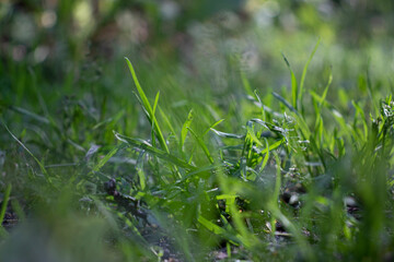 Grass nature background