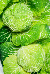 Fototapeta premium Juicy Savoy cabbage.