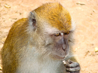 a monkey who is looking for food from the visitors