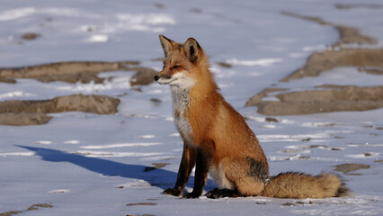 Red Fox