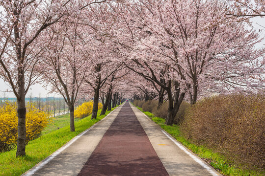 Spring pink cherry blossom tree and walk path at Daejeo Eco Park, Busan South Korea