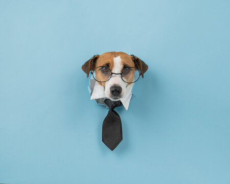 Dog Jack Russell Terrier In Glasses And A Tie Sticks Out Of A Hole In A Blue Background. 