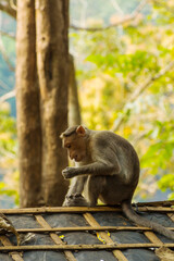 Bonnet macaque sitting on the roof