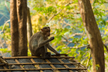 Bonnet macaque sitting on the roof