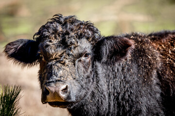 Fototapeta premium Portrait for a cow standing in a field 