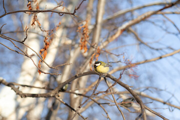 A beautiful little titmouse sits on a branch in winter and flies for food. Other birds are also sitting on the branches. Sparrows and titmice on a branch near the feeder