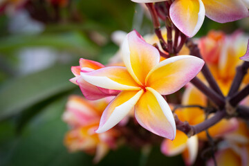 A close-up of a red frangipani flower shows details of its colorful petals.