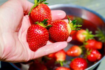 Washing ripe and red strawberries by a woman.