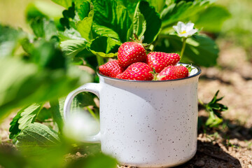Ripe and juicy organic strawberries in mug from the garden.