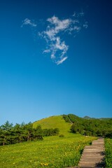 Fototapeta premium 霧降高原のニッコウキスゲ