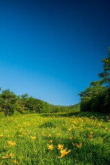 霧降高原のニッコウキスゲ