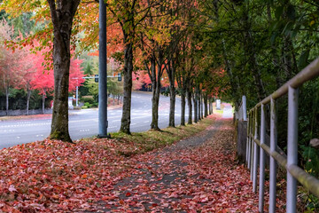 Sidewalk covered by red leaves shed by row of trees