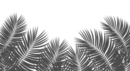 Palm leaves forest blur realistic shadow cut out backgrounds 3d rendering