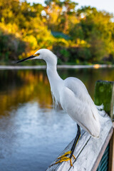 White egret with a yellow beak on the background of the pond
