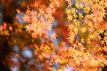 秋のモミジ